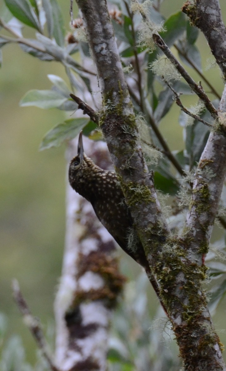 Olive-backed Woodcreeper - ML638120476