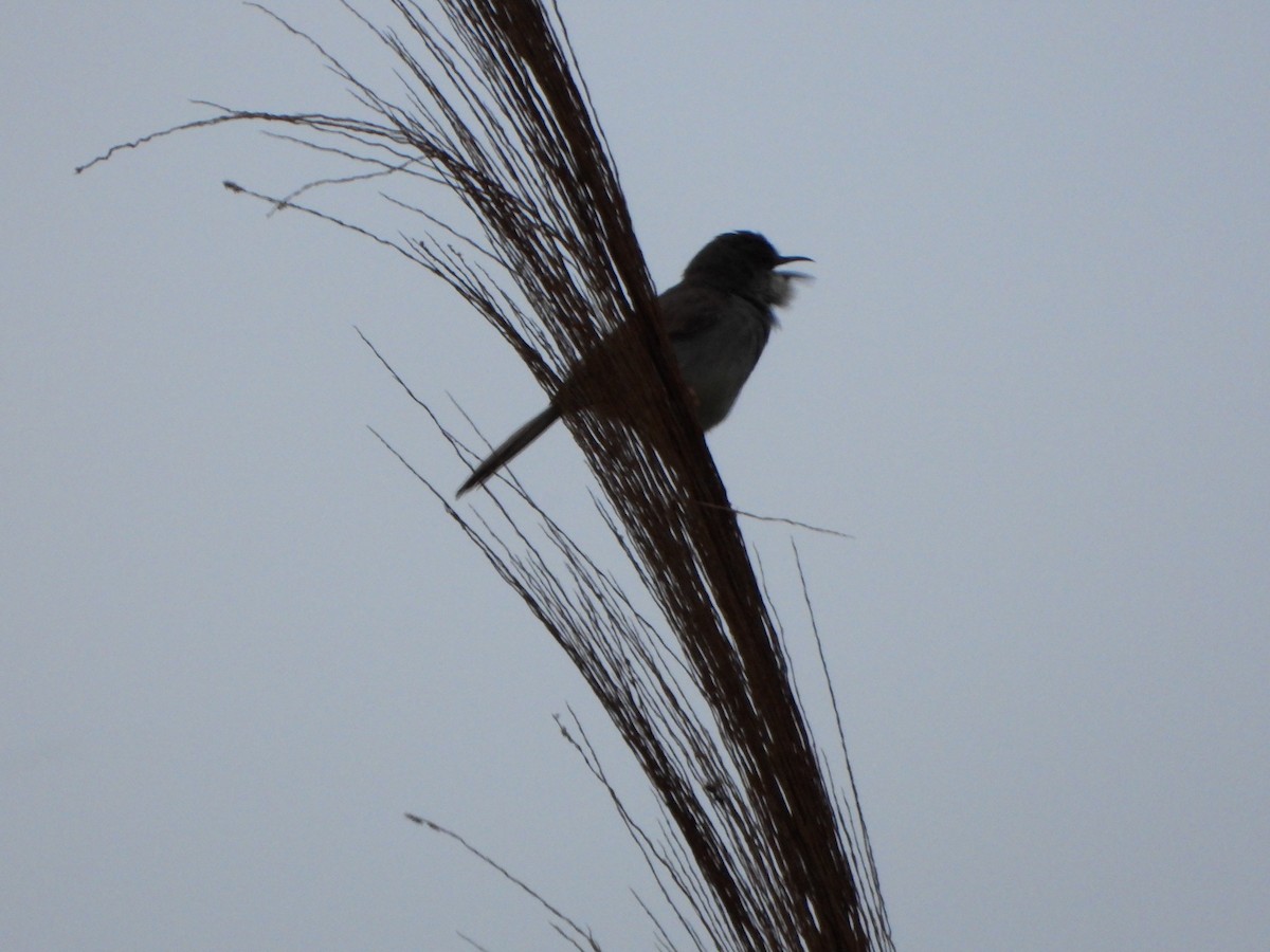 Gray-breasted Prinia - ML638120481