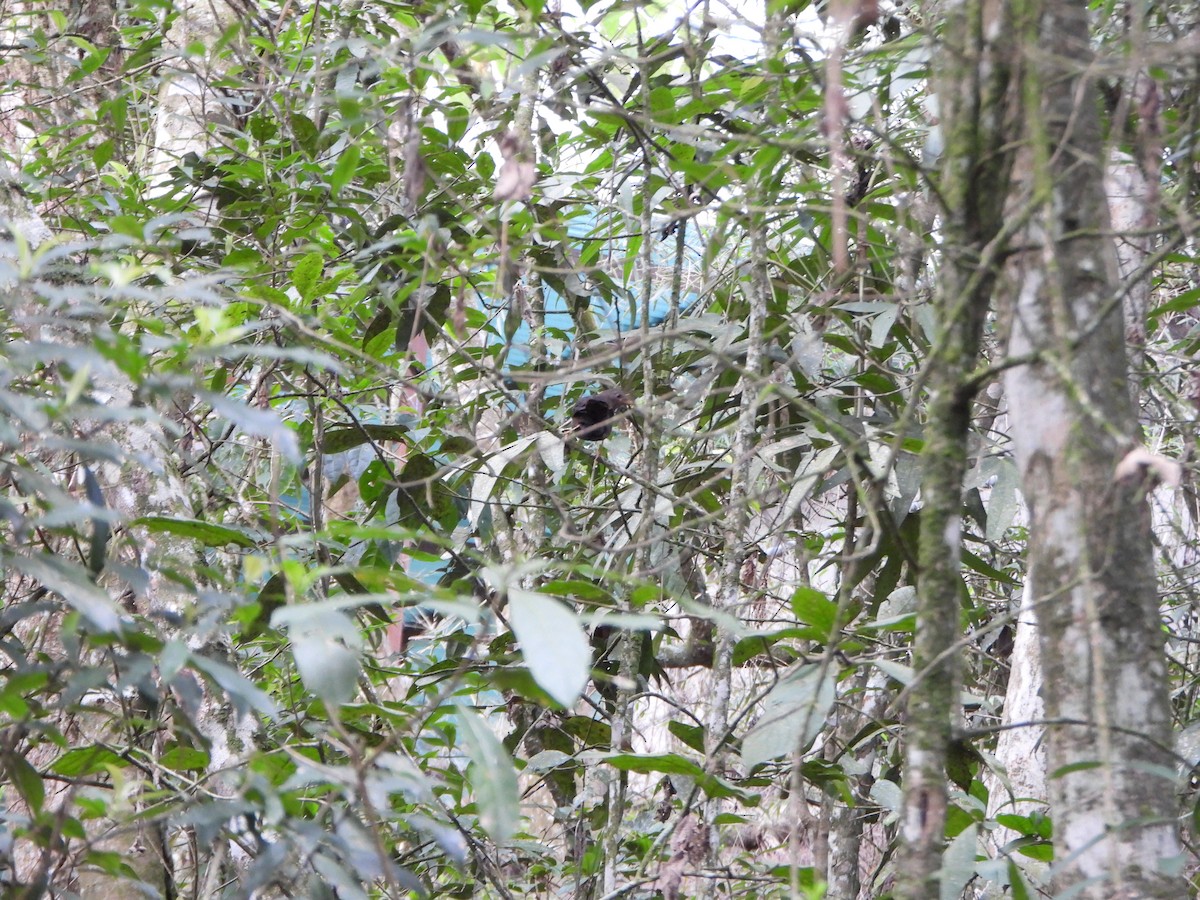 Glossy-black Thrush - ML638120503