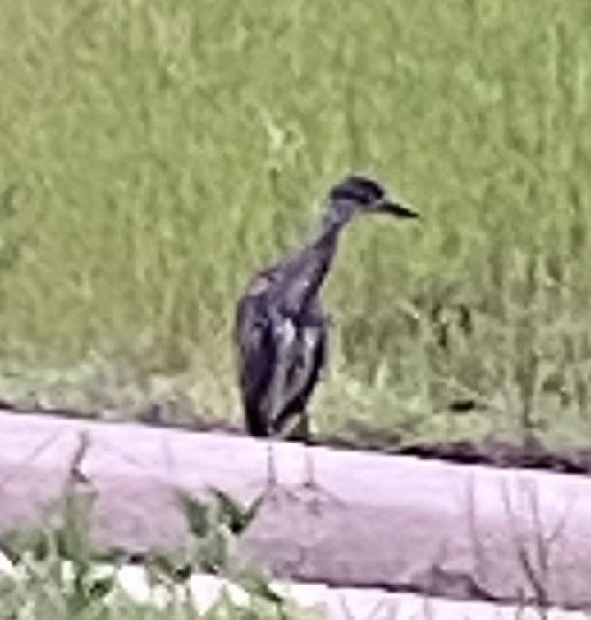Yellow-crowned Night Heron - ML638120557