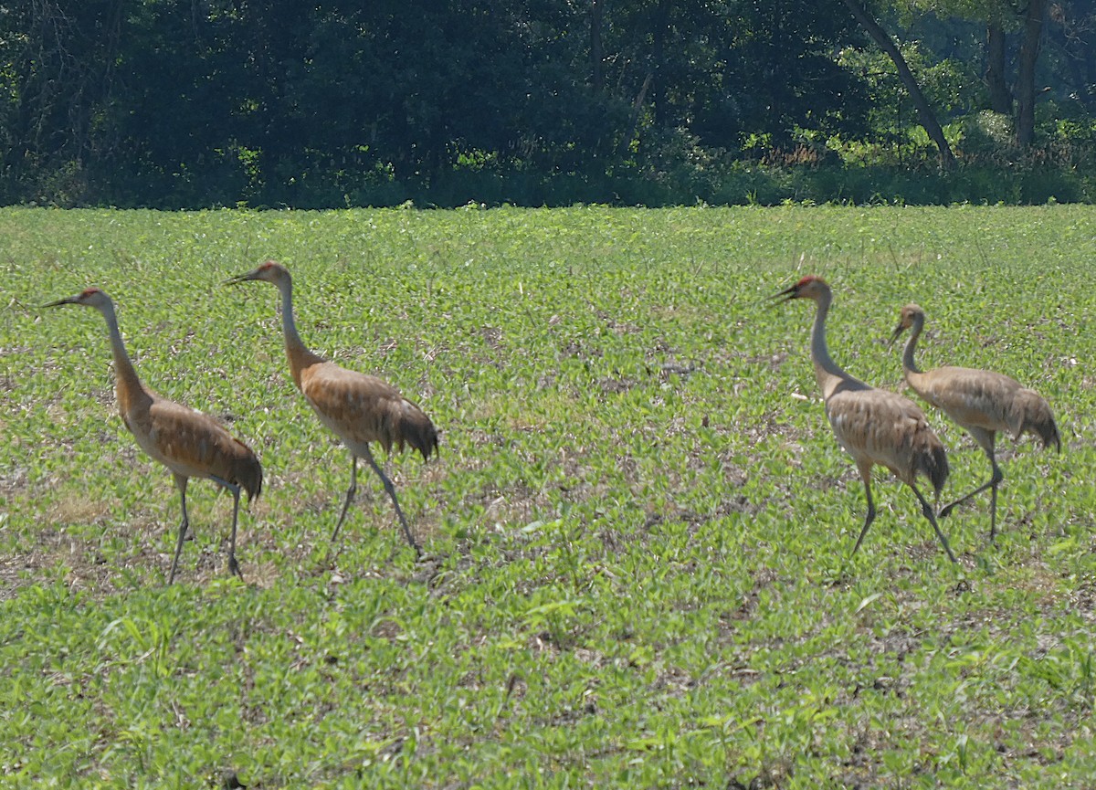 Sandhill Crane - ML638120585
