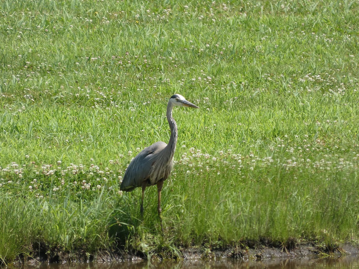 Great Blue Heron (Great Blue) - ML638120590