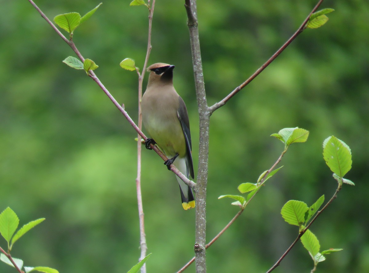 Cedar Waxwing - ML638120600