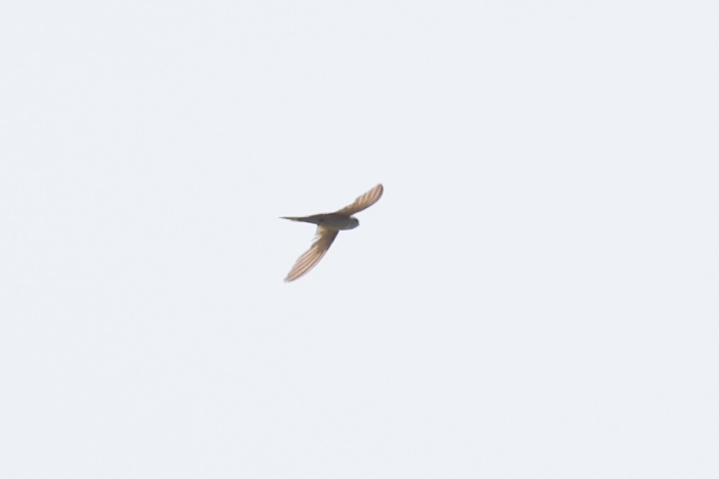 African Palm Swift - ML638120609