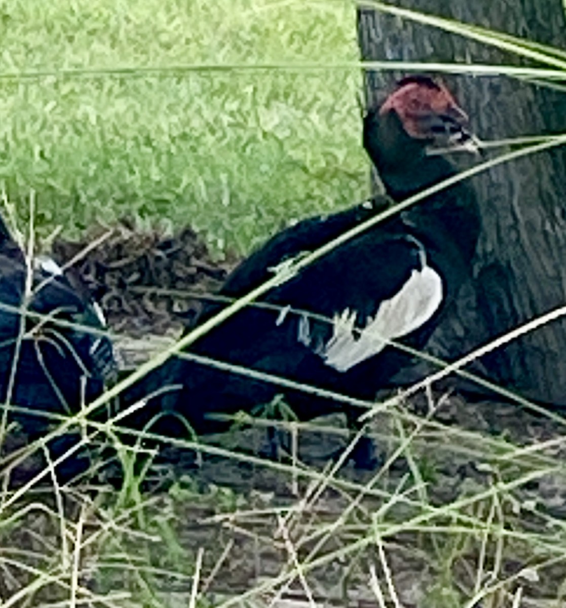Muscovy Duck (Domestic type) - ML638120632