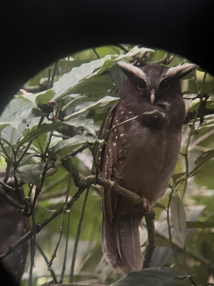 Crested Owl - ML638120660