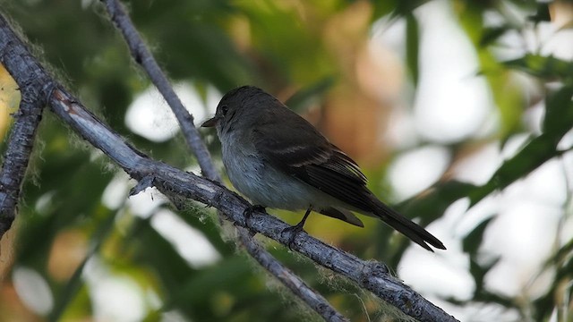 Willow Flycatcher - ML638120671