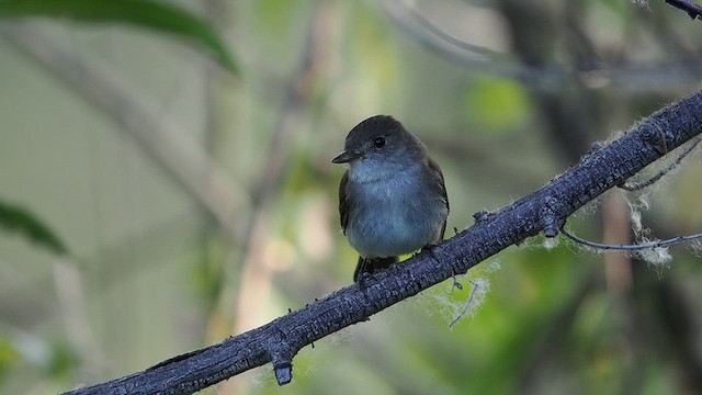 Willow Flycatcher - ML638120672