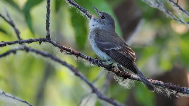 Willow Flycatcher - ML638120673