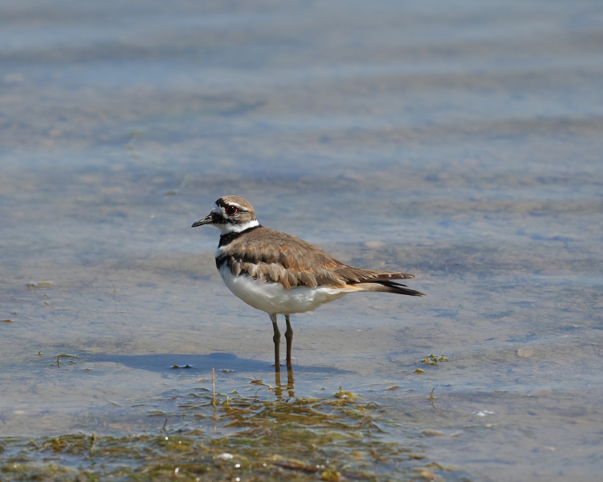 Killdeer - ML638120704