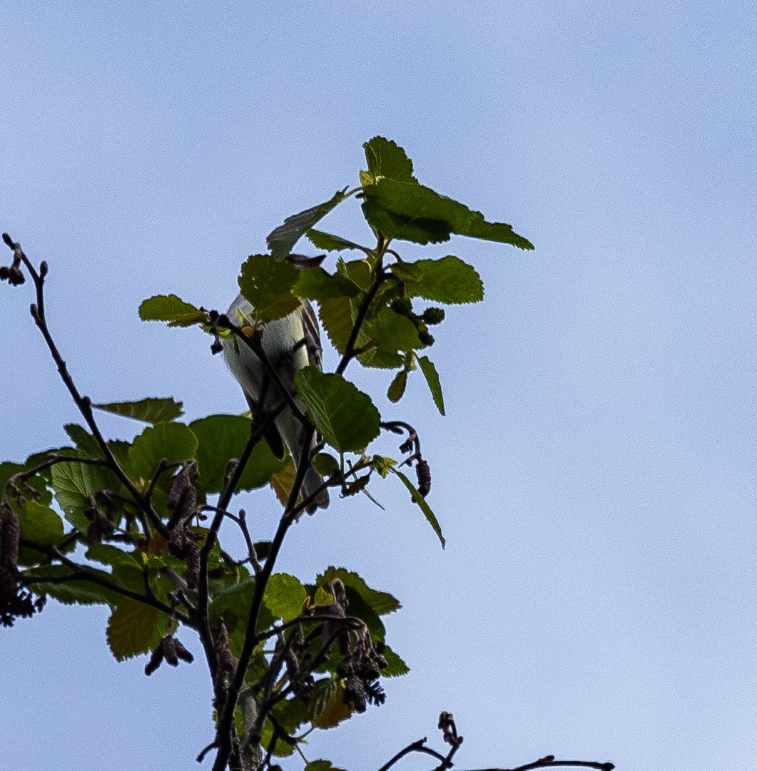 Alder Flycatcher - ML638120716