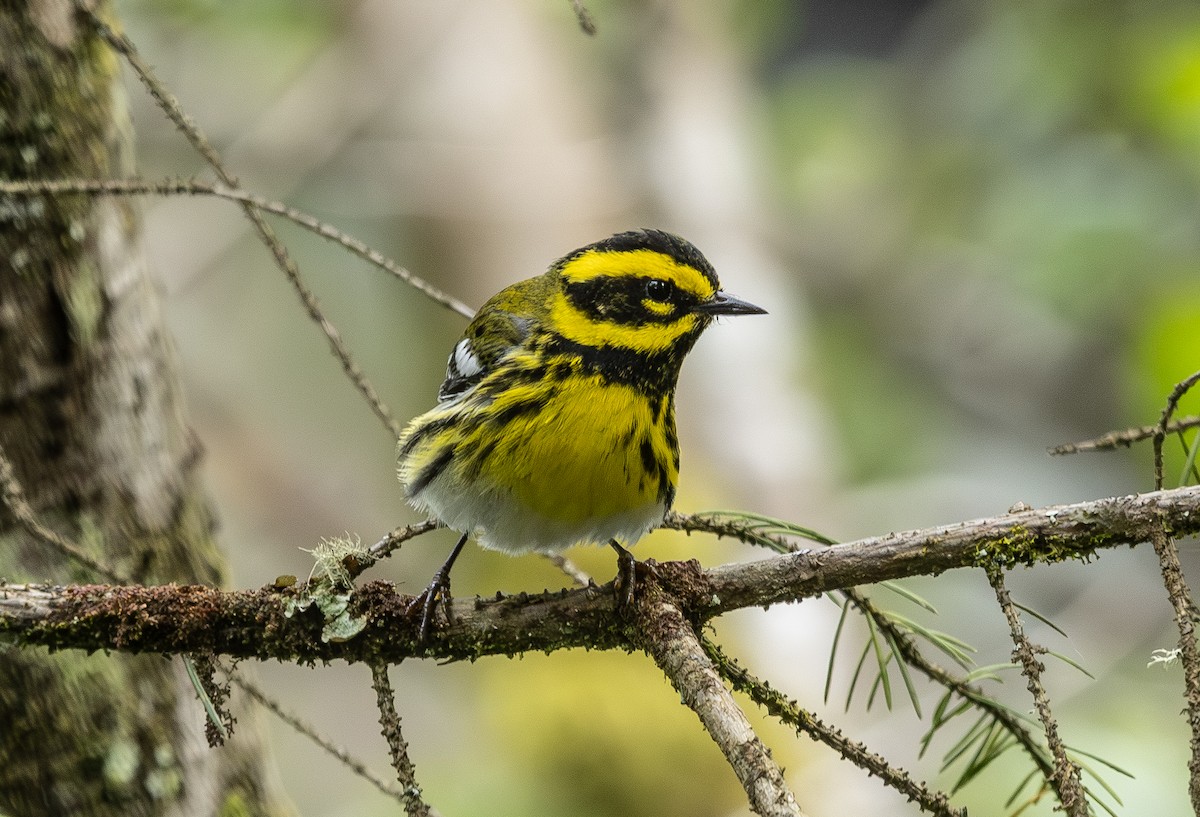 Townsend's Warbler - ML638120721