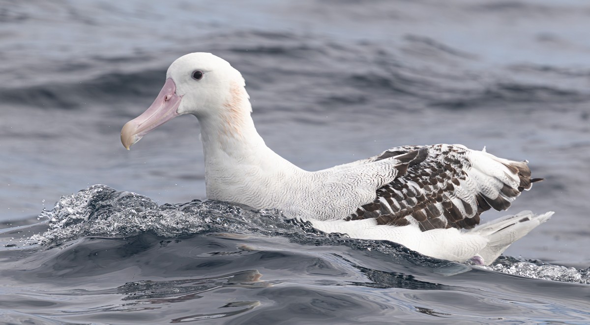 Snowy Albatross - ML638120724