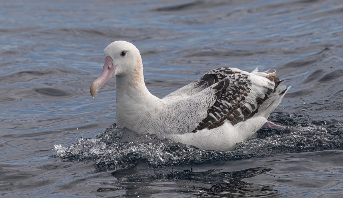 Snowy Albatross - ML638120725