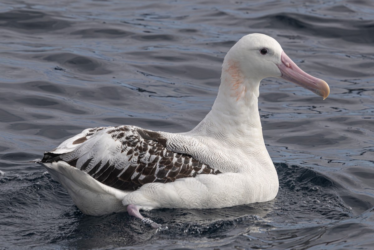 Snowy Albatross - ML638120727