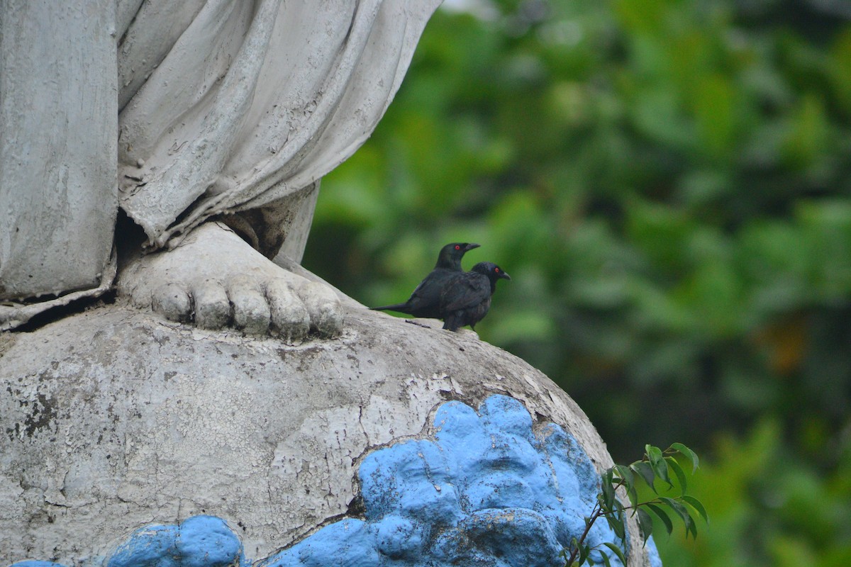 Asian Glossy Starling - ML638120730