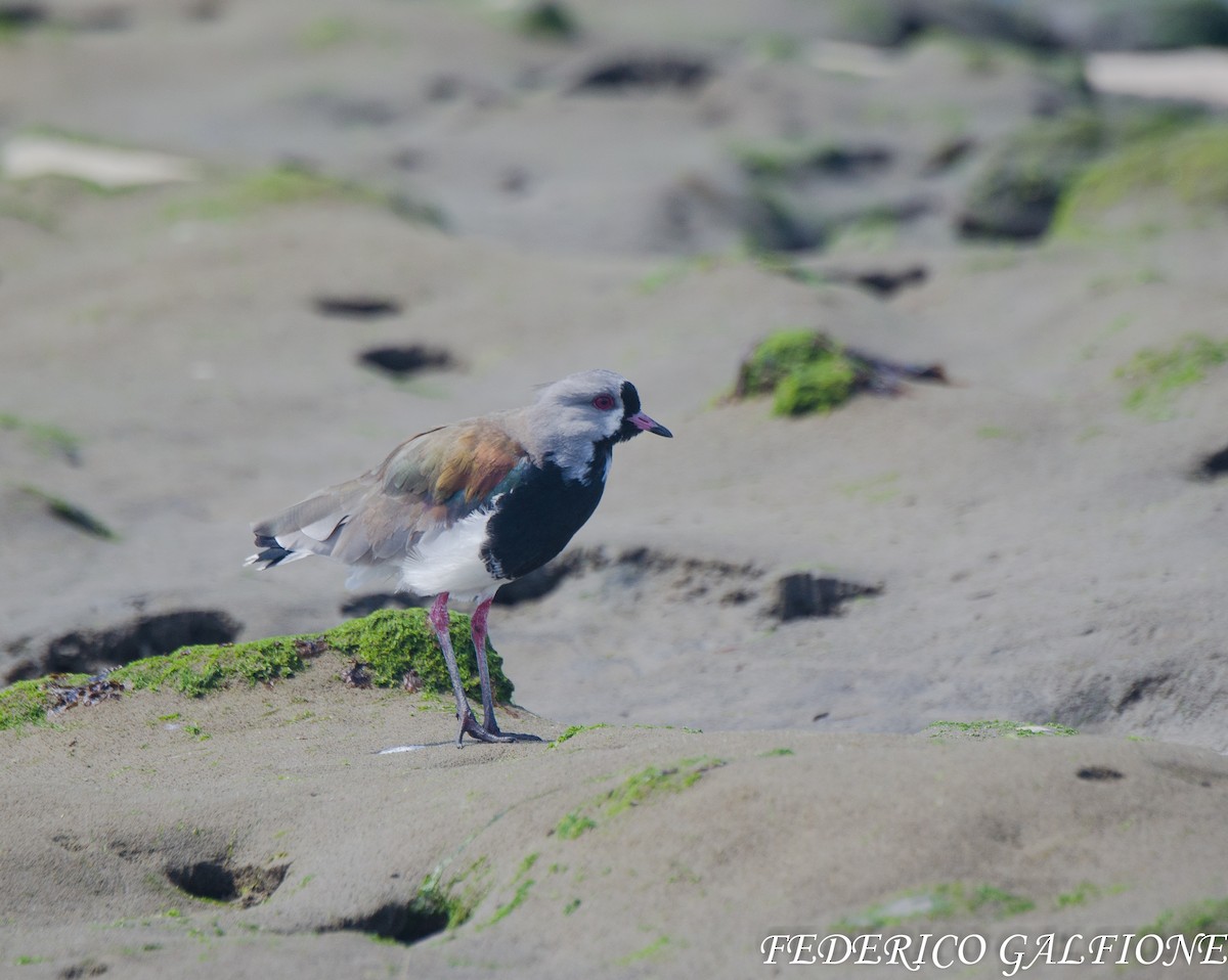 Southern Lapwing - ML638120742