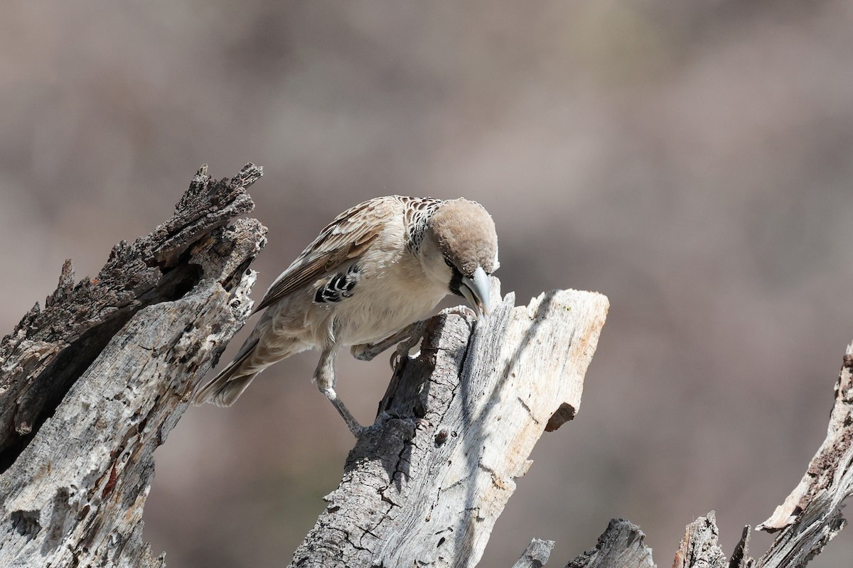 Sociable Weaver - ML638120744