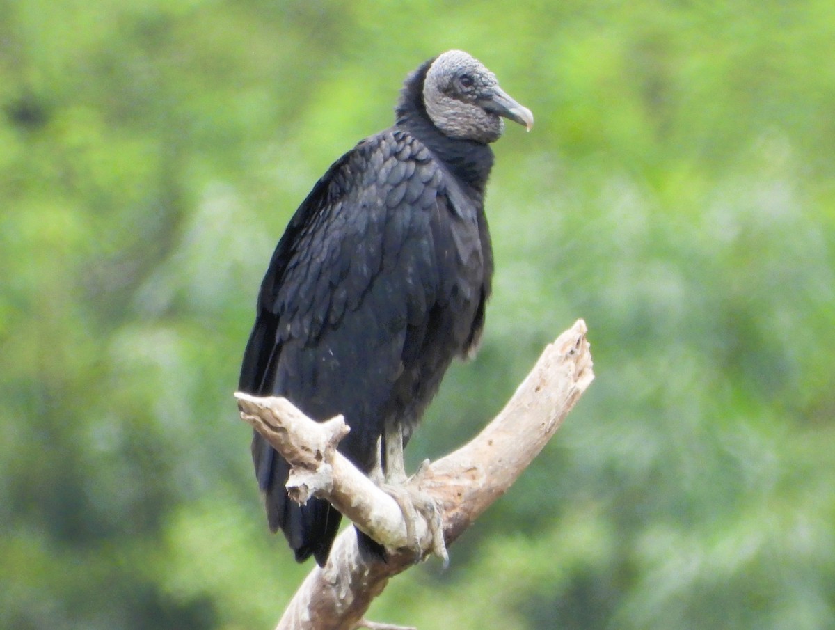 Urubu noir - ML638120754