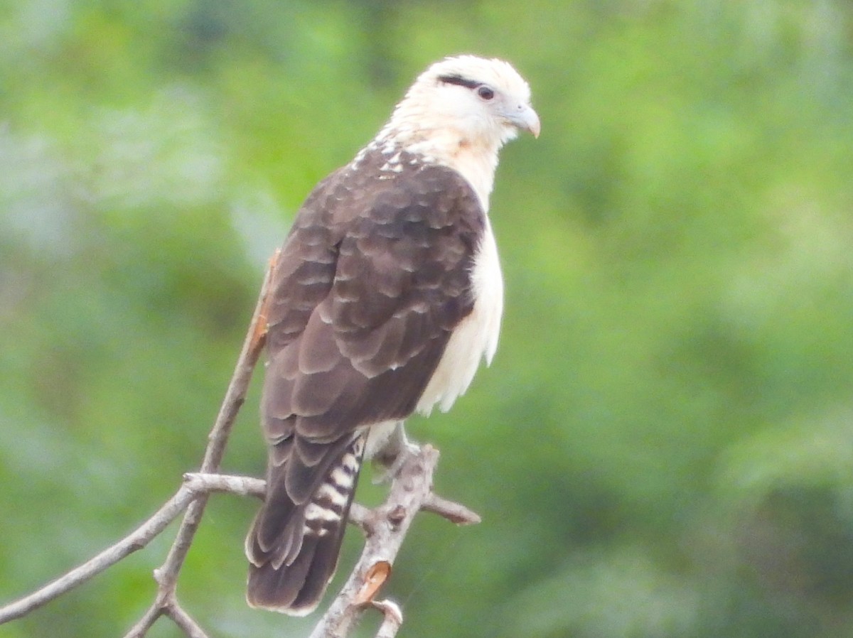 Caracara à tête jaune - ML638120762