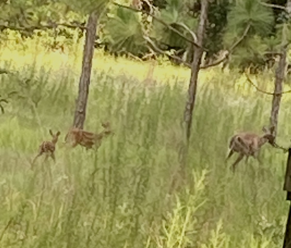 Animals - ML638120815