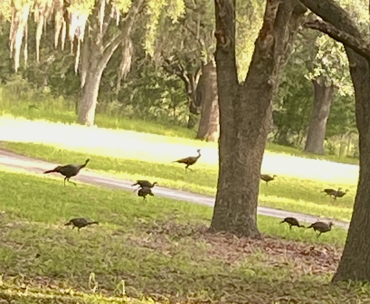 Wild Turkey - ML638120824