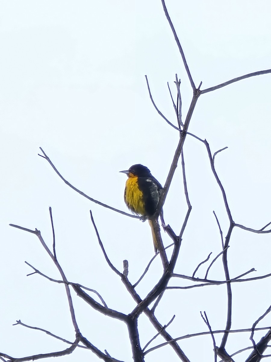 Black-backed Oriole - ML638120825