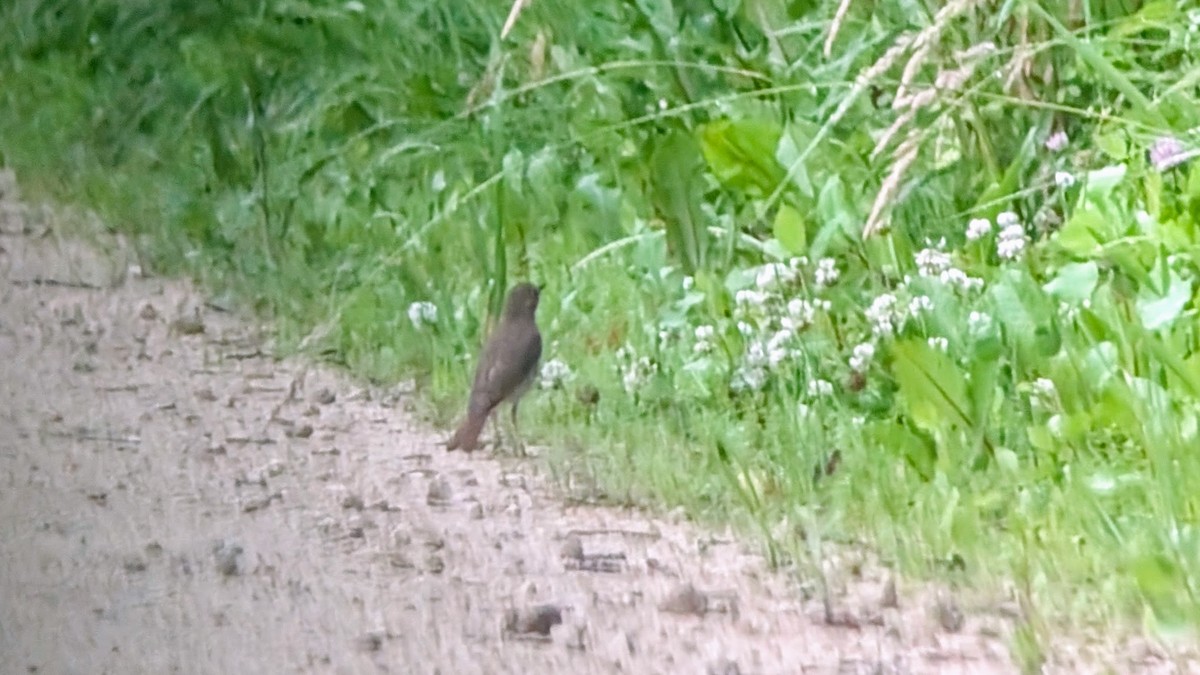 Hermit Thrush - ML638120829