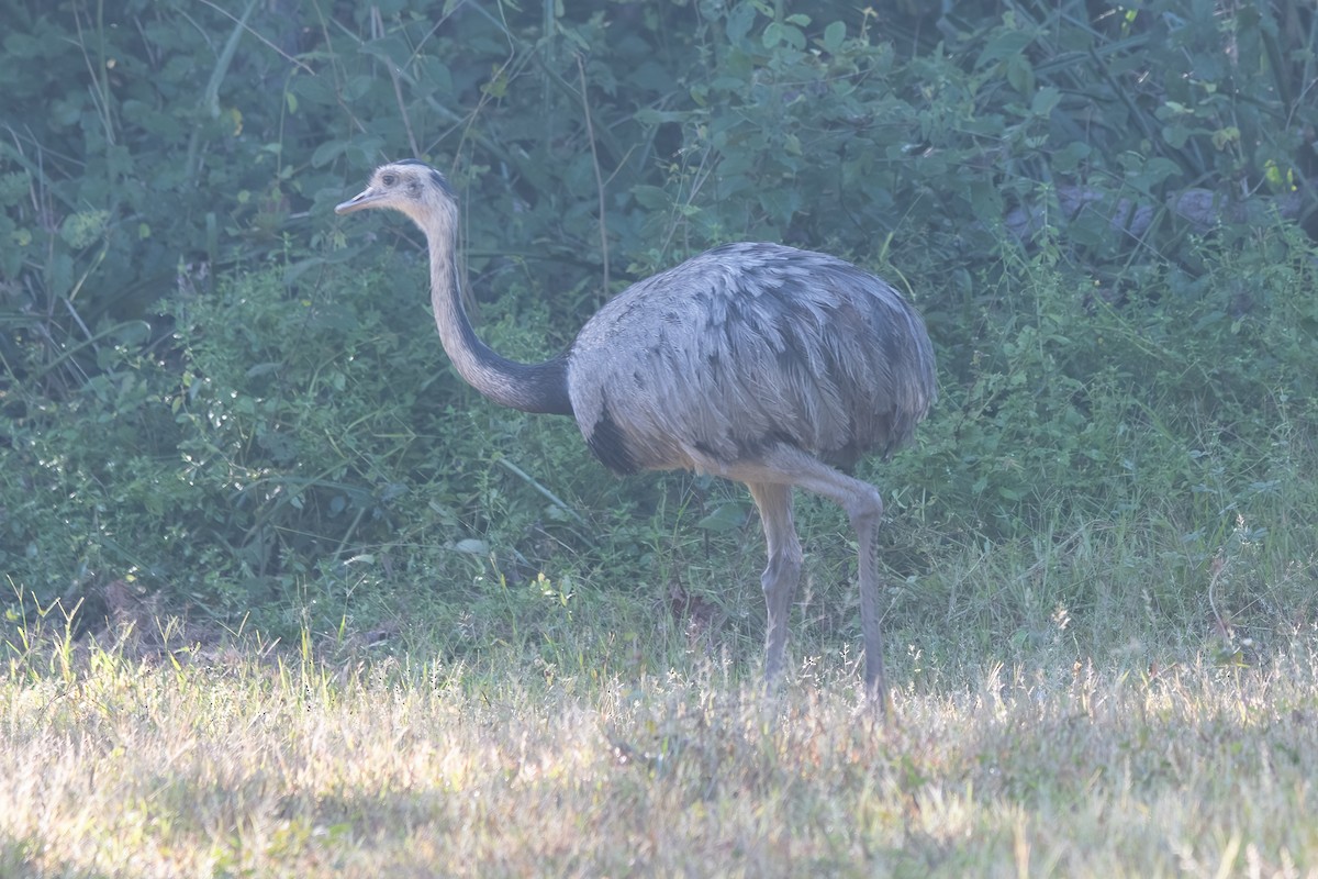 nandu pampový - ML638120842