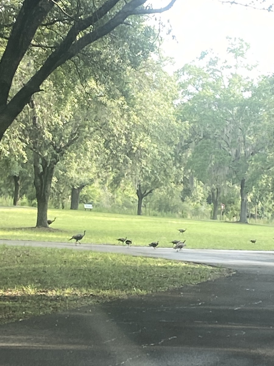 Wild Turkey - ML638120848