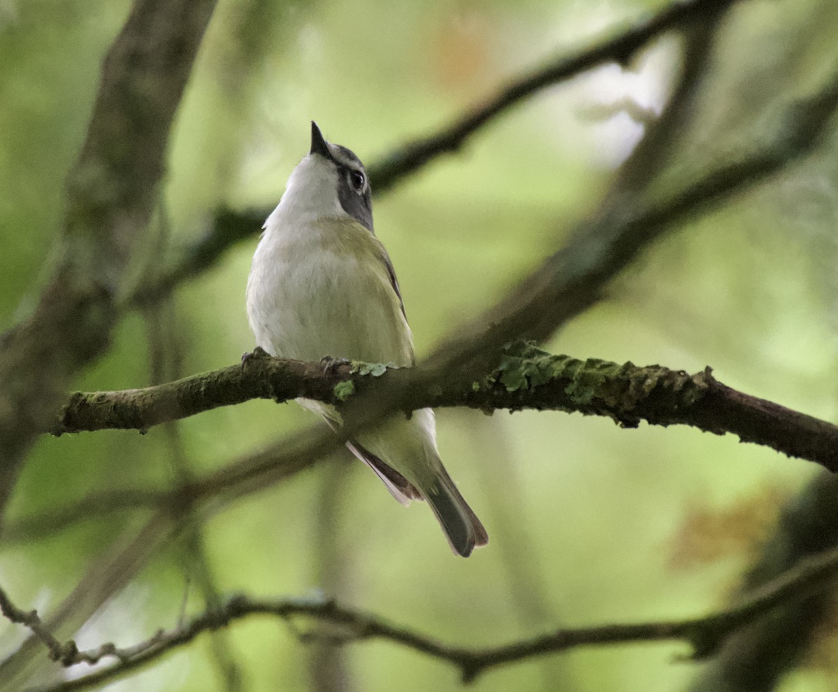 Graukopfvireo - ML638120855