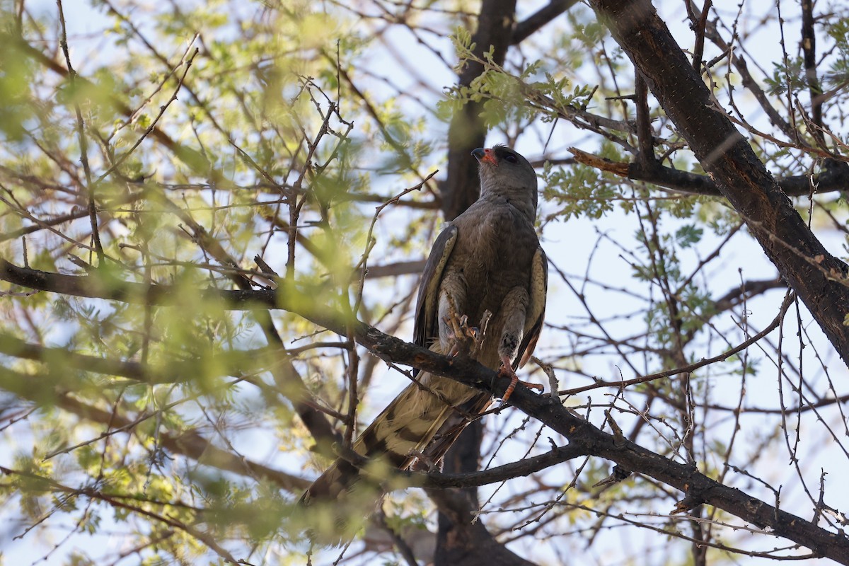 Gabar Goshawk - ML638120874