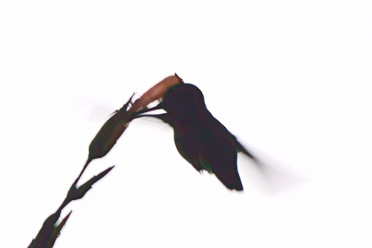 Blue-tailed Emerald - ML638120895