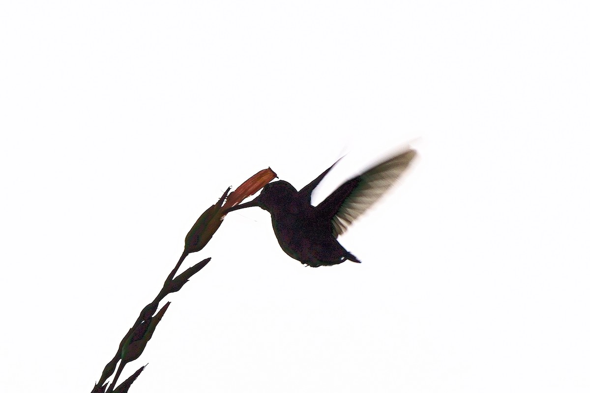 Blue-tailed Emerald - ML638120896