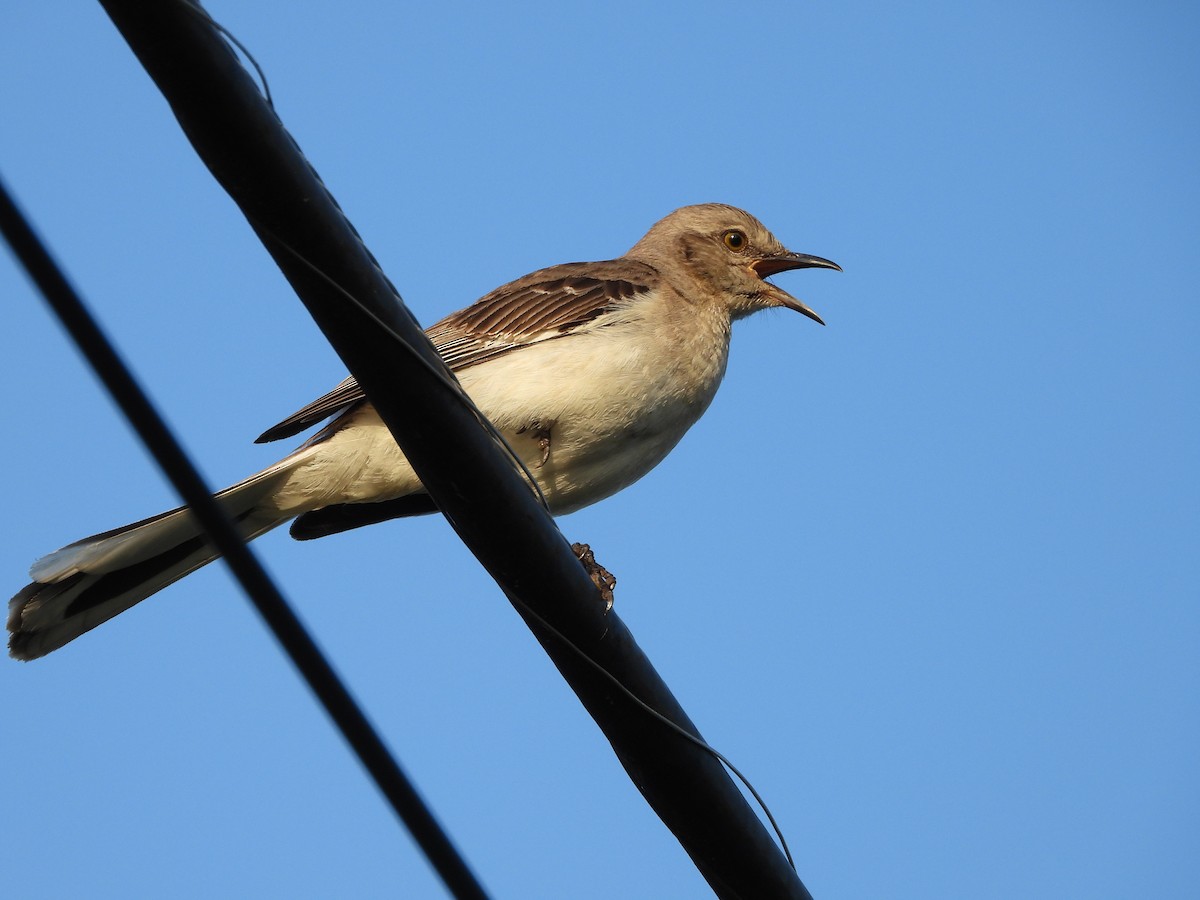 Northern Mockingbird - ML638120914