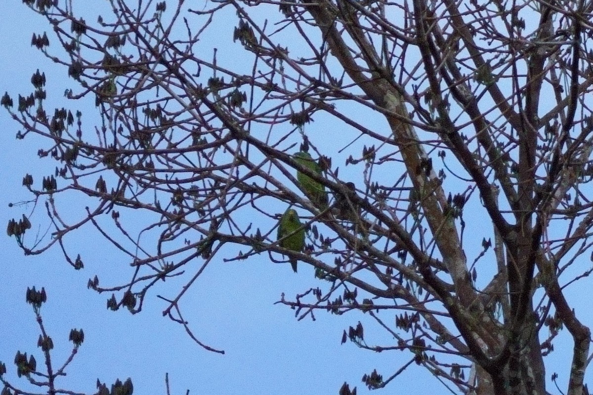 Cobalt-winged Parakeet - ML638120927