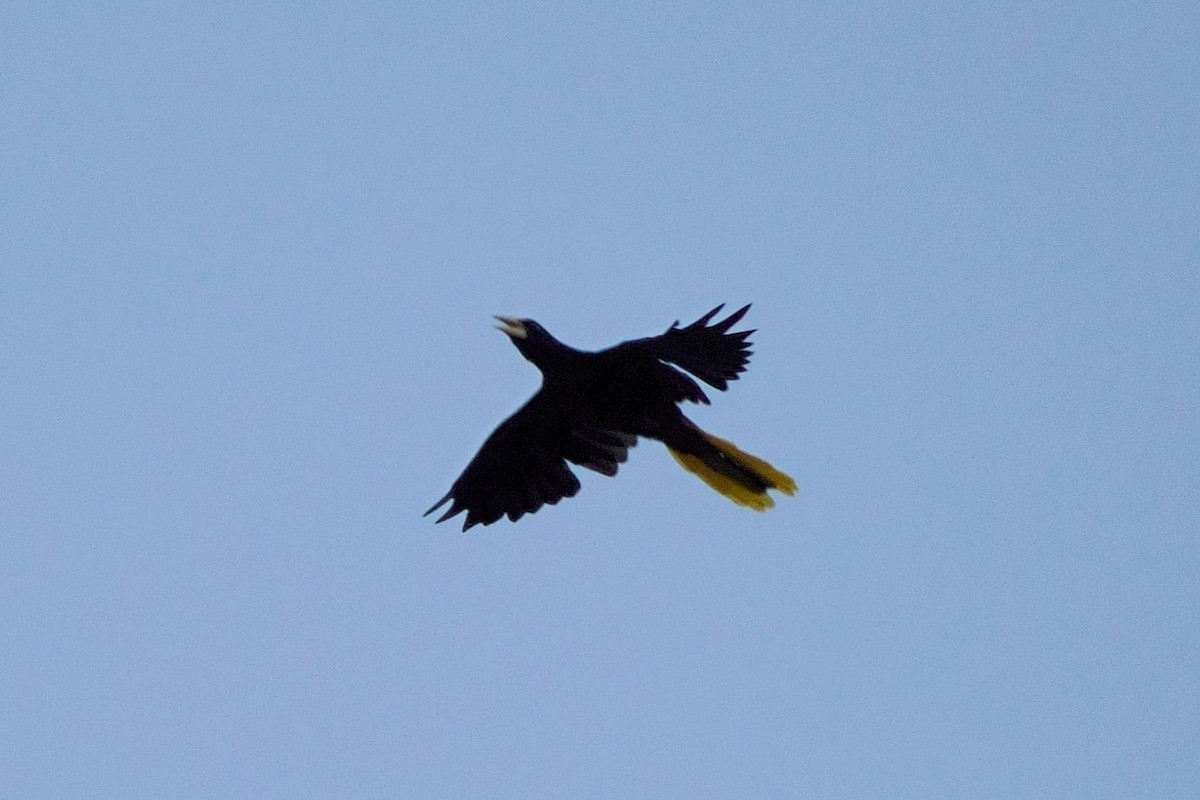 Crested Oropendola - ML638120938
