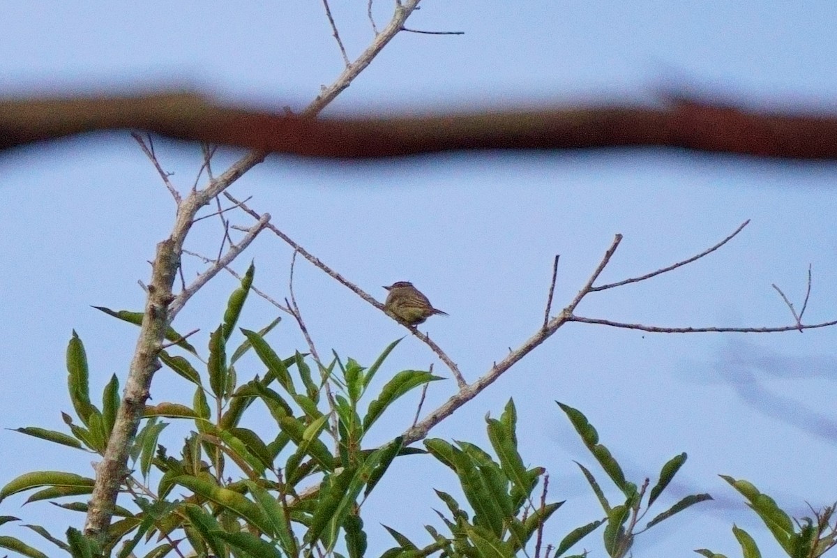 Crowned Slaty Flycatcher - ML638120947