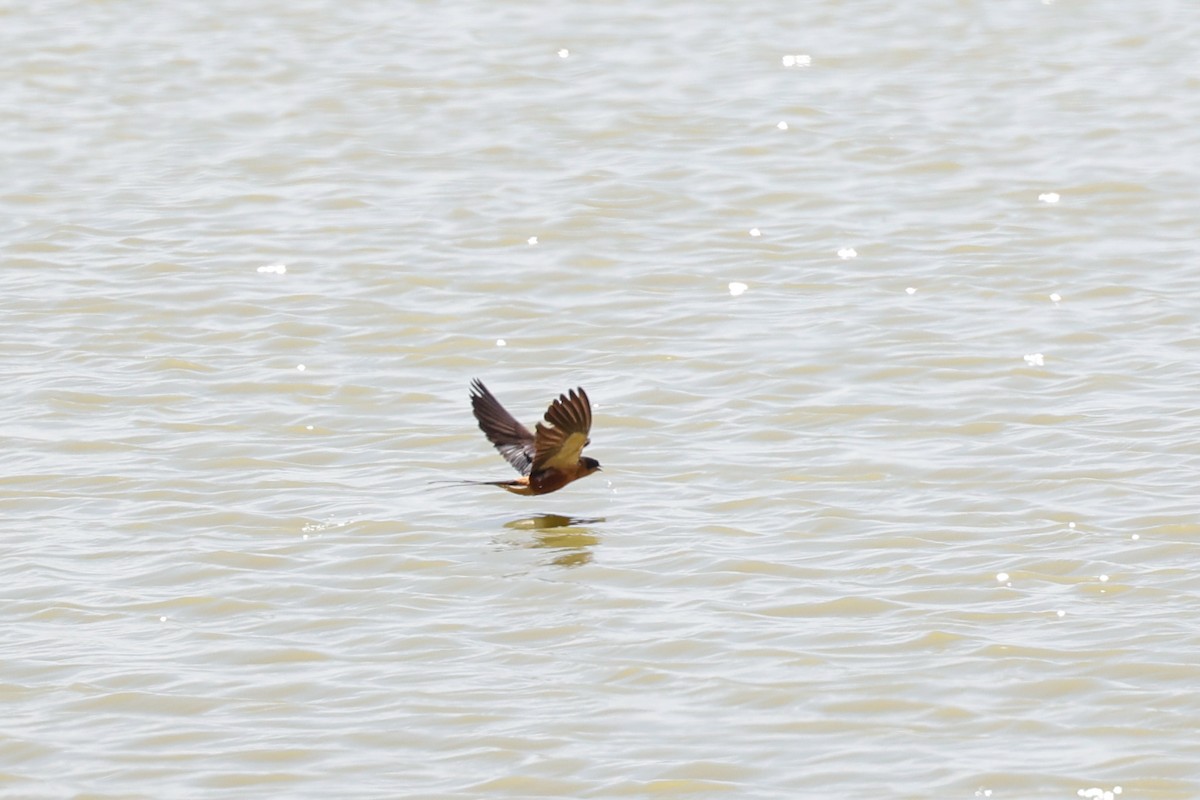 Rufous-chested Swallow - ML638120952