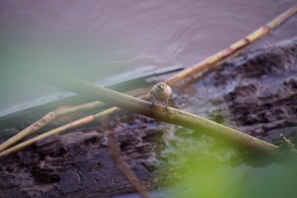 Drab Water Tyrant - ML638120967