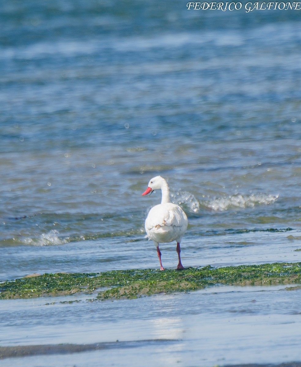 Coscoroba Swan - ML638120988