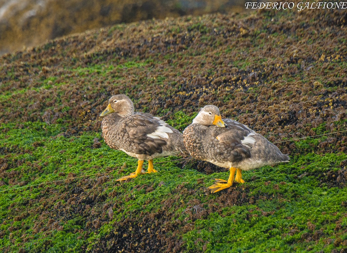 White-headed Steamer-Duck - ML638120995