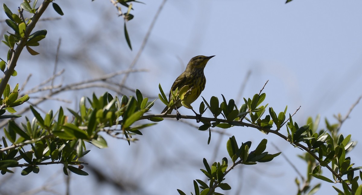 Cape May Warbler - ML638121042