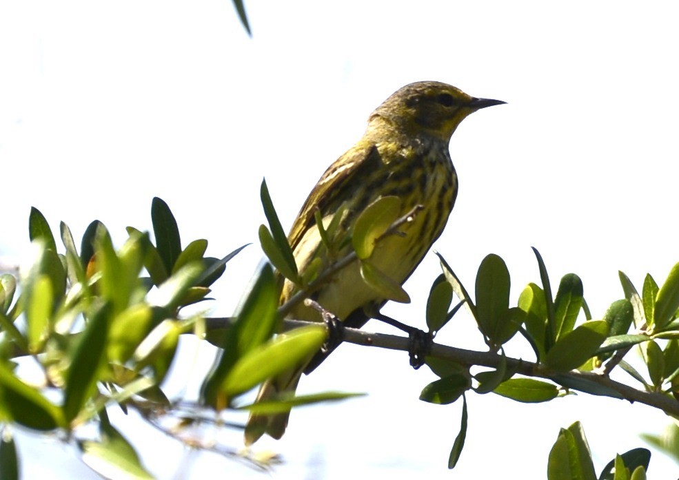 Cape May Warbler - ML638121054