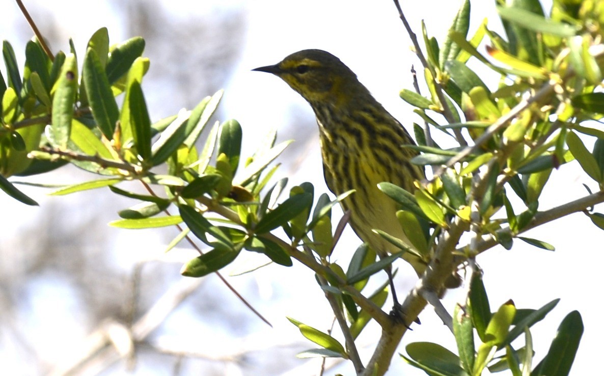 Cape May Warbler - ML638121068