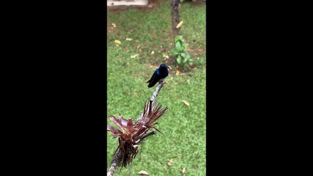 White-necked Jacobin - ML638121096