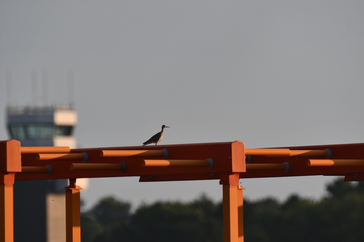 Upland Sandpiper - ML638121099