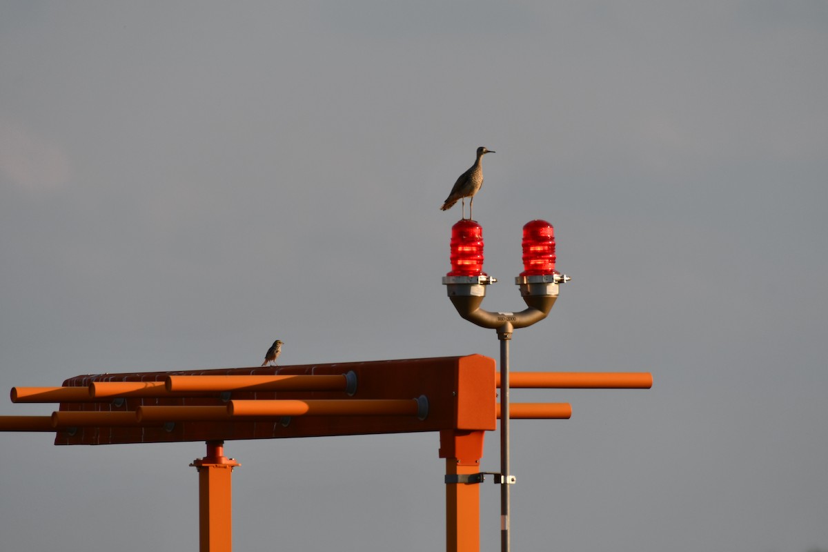 Upland Sandpiper - ML638121149