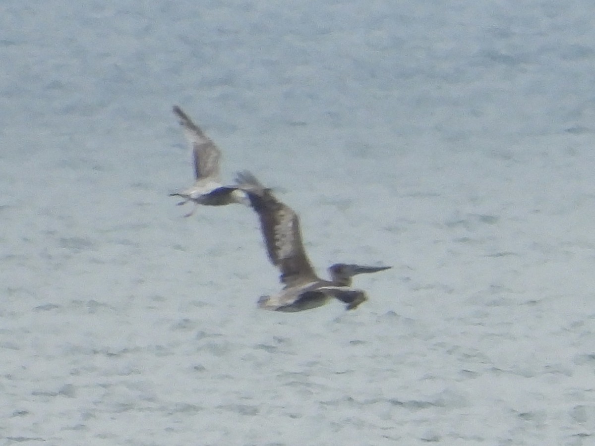 Brown Pelican - ML638121176