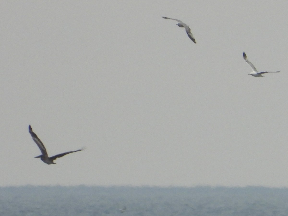 Brown Pelican - ML638121177